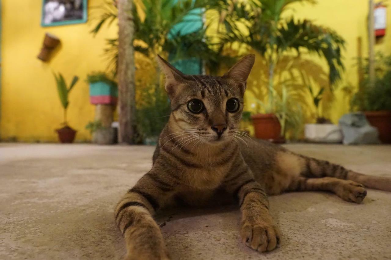 Hostel La Favela Gili Trawangan Zewnętrze zdjęcie